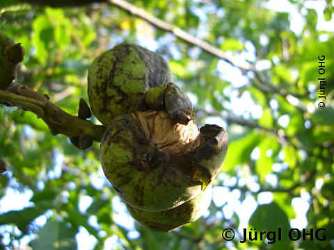 Juglans regia, Wallnuss