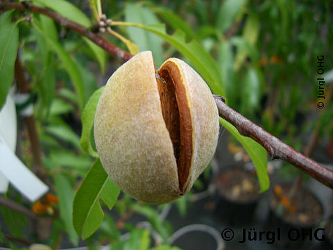 Prunus x amydalopersica 'Perle der Weinstraße', Süßmandel 'Perle der Weinstraße'