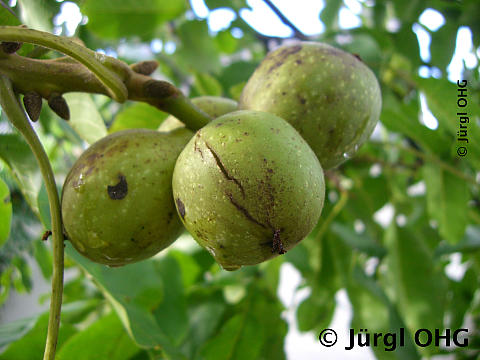 Juglans regia 'Corne du Perigord', Wallnus 'Corne du Perigord'