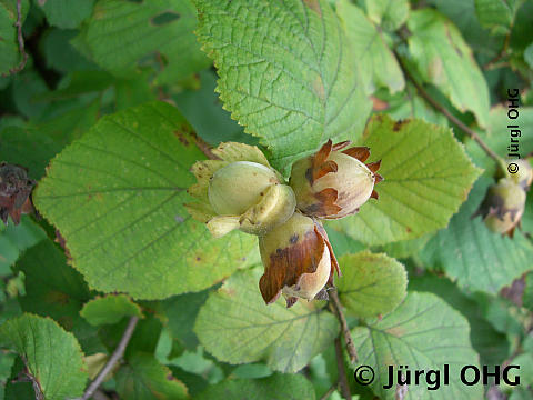 Corylus avellana 'Webbs Preisnuss', Haselnuss 'Webbs Preisnuss'