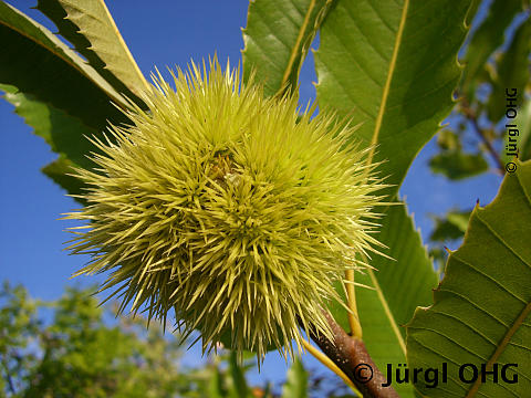 Castanea sativa 'Dorée de Lyon', Esskastanie 'Dorée de Lyon'