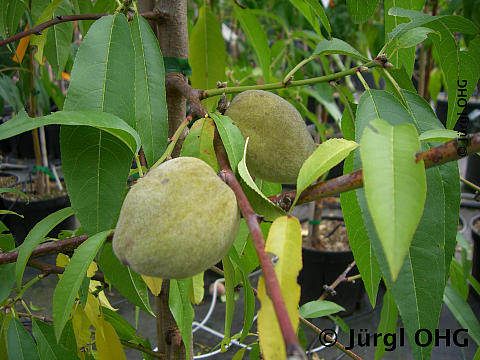 Prunus amygdalis 'Dürkheimer Krachmandel', Süßmandel 'Dürkheimer Krachmandel'