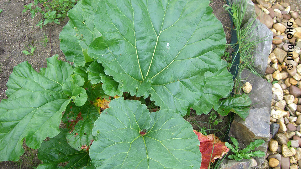 Rheum rhabarbarum 'The Sutton', Rhabarber 'The Sutton'