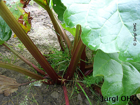 Rheum rhabarbarum 'The Sutton', Rhabarber 'The Sutton'