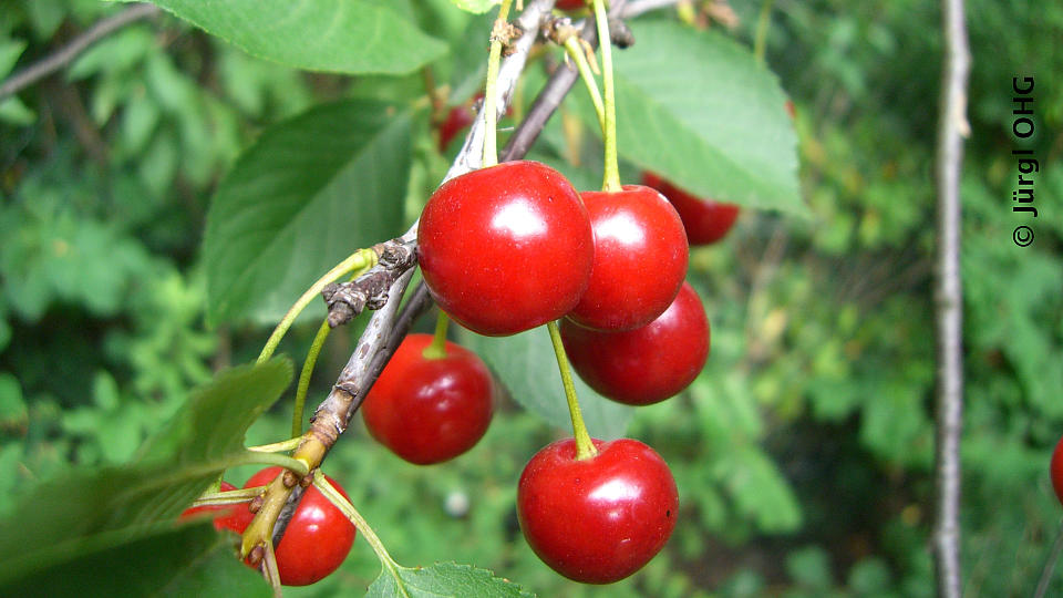 Prunus cerasus 'Schattenmorelle', Sauerkirsche 'Schattenmorelle'
