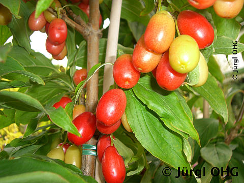 Cornus mas 'Jolico', Kornelkirsche 'Jolico'