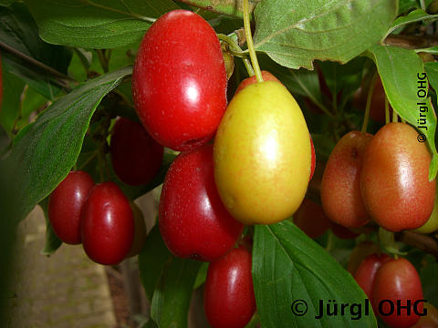 Cornus mas, Kornelkirsche