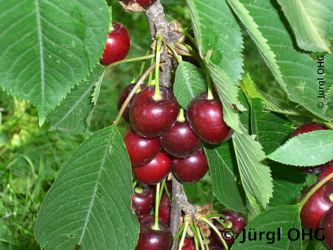 Prunus avium 'Große Schwarze Knorpelkirsche', Süßkirsche 'Große Schwarze Knorpelkirsche'