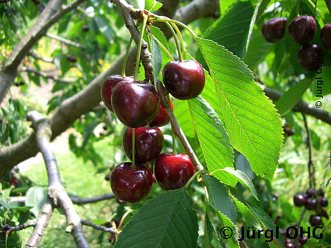Prunus avium 'Frühe Rote Meckenheimer', Süßkirsche 'Frühe Rote Meckenheimer'