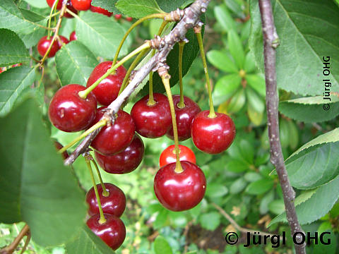 Prunus cerasus 'Ungarische Traubige', Sauerkirsche 'Ungarische Traubige'
