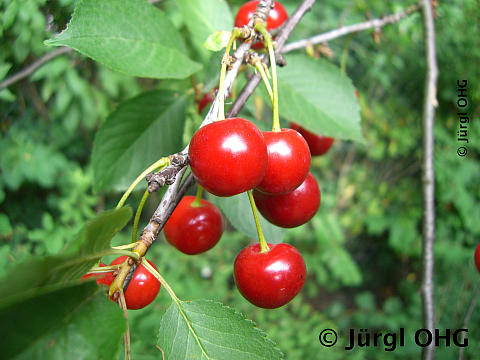 Prunus cerasus 'Schattenmorelle', Sauerkirsche 'Schattenmorelle'