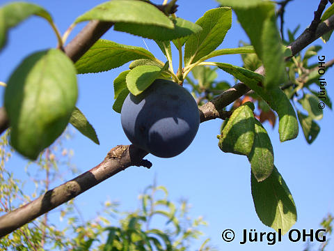 Prunus domestica 'Bühler Frühzwetsche'