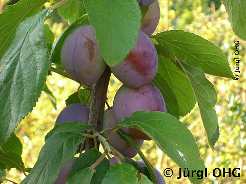 Prunus domestica 'Hauszwetsche'