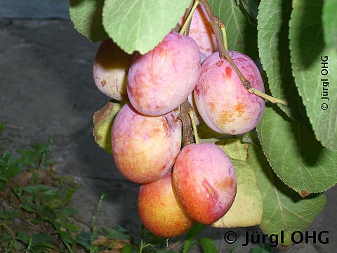 Prunus 'Königin Viktoria', Pflaume 'Königin Viktoria'