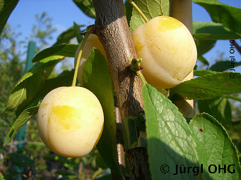 Prunus 'Mirabelle von Nancy', Mirabelle 'Mirabelle von Nancy'