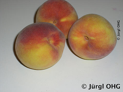 Prunus persica 'Benedicte'(S), Pfirsich 'Benedicte'(S)