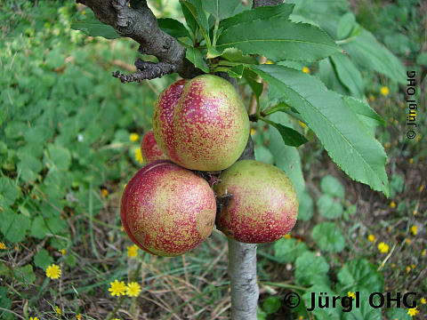 Prunus persica varietas nucipersica 'Rubis'®, Zwergnektarine 'Rubis'®
