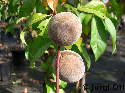 Prunus persica 'Roter Weinbergpfirsich'