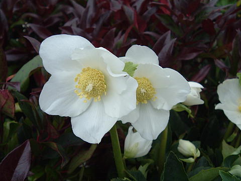 <tmpl_var block_image4_description | HTML >