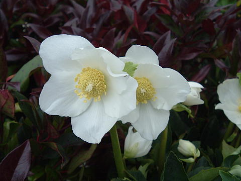 Helleborus niger, Christrose