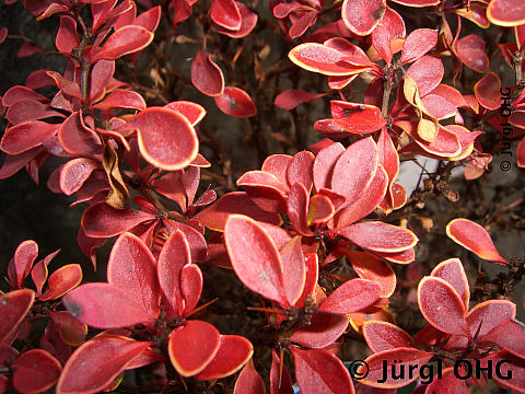 Berberis thunbergii 'Admiration'®, Berberitze 'Admiration'®