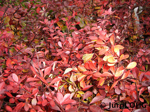 Berberis thunbergii 'Atropurpurea Nana', Zwerg-Blutberberitze 'Atropurpurea Nana'