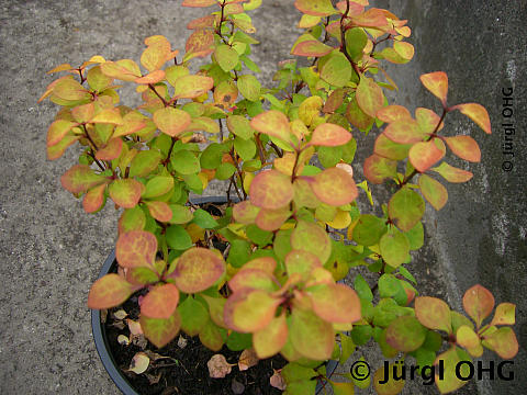 Berberis thunbergii 'Bonanza Gold'®, Goldberberitze 'Bonanza Gold'®