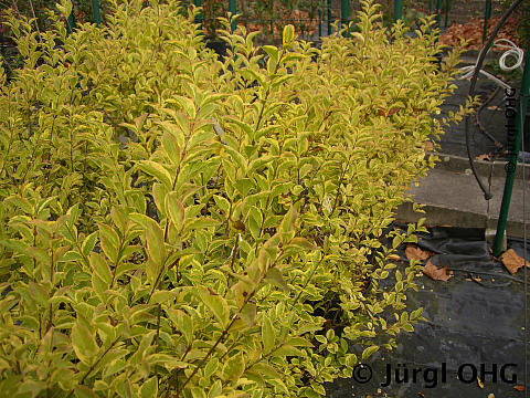 Ligustrum ovalifolium 'Aureum', Goldliguster 'Aureum'