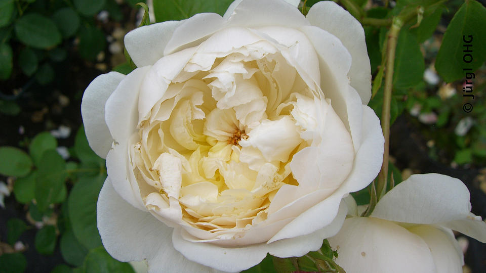 Rosa 'Glamis Castle'®, Englische Rose 'Glamis Castle'®