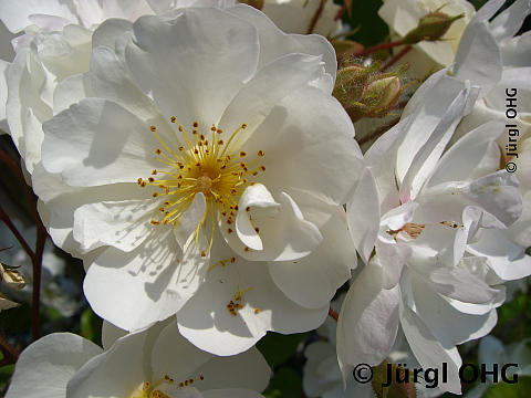 Rosa 'Bobby James'®, Rembler-, Kletterrose 'Bobby James'®