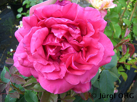 Rosa 'Harald Wohlfahrt'®, Edelrose 'Harald Wohlfahrt'®