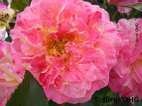 Rosa 'Camille Pissarro'®, Französische Rose 'Camille Pissarro'®