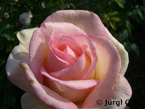 Rosa 'Eden Rose'®, Strauchrose 'Eden Rose'®