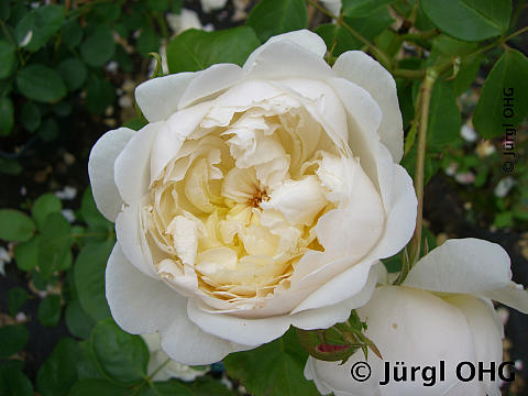 Rosa 'Glamis Castle'®, Englische Rose 'Glamis Castle'®