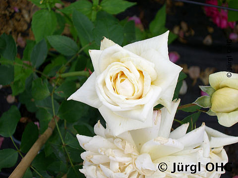 Rosa 'Ilse Krohn Superior'®, Kletterrose 'Ilse Krohn Superior'®