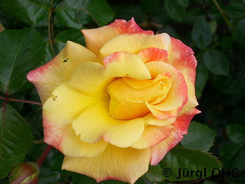 Rosa 'Moonlight'®, Kletterrose 'Moonlight'®