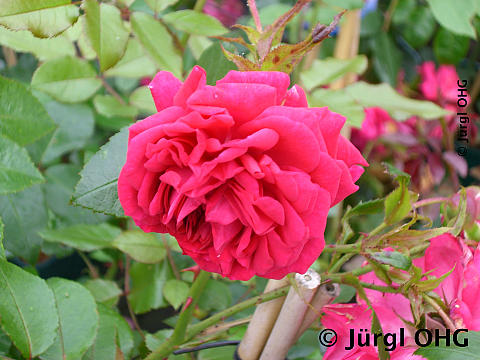 Rosa 'Laguna'®, Kletterrose 'Laguna'®