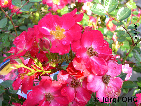 Rosa 'Lupo'®, Zwerg-, Bodendeckerrose 'Lupo'®