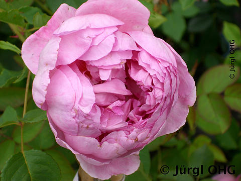 Rosa 'The Ingenious Mr. Fairchild'®, Englische Rose  'The Ingenious Mr. Fairchild'®