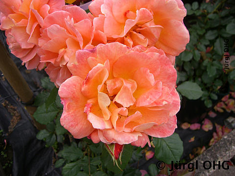 Rosa 'Westerland'®, Strauchrose 'Westerland'®