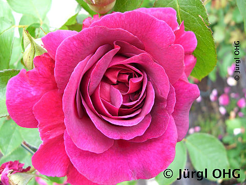 Rosa 'William Shakespear'®, Englische Rose 'William Shakespear'®