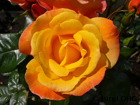 Rosa 'Soleil du Monde'®, Beetrose 'Soleil du Monde'®