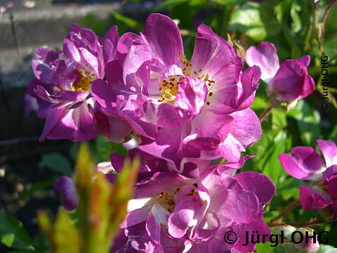 Rosa 'Veilchenblau'®, Ramblerrose 'Veilchenblau'®