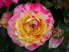 Rosa 'Camille Pissarro'®, Französische Rose 'Camille Pissarro'®