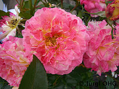 Rosa 'Camille Pissarro'®, Französische Rose 'Camille Pissarro'®