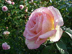 Rosa 'Eden Rose'®, Strauchrose 'Eden Rose'®