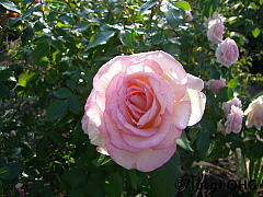 <tmpl_var article_image3_description | HTML >