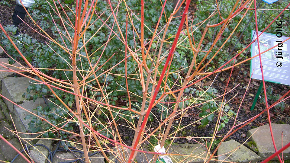 Cornus sanguinea 'Midwinter Fire', Roter Hartriegel 'Midwinter Fire'