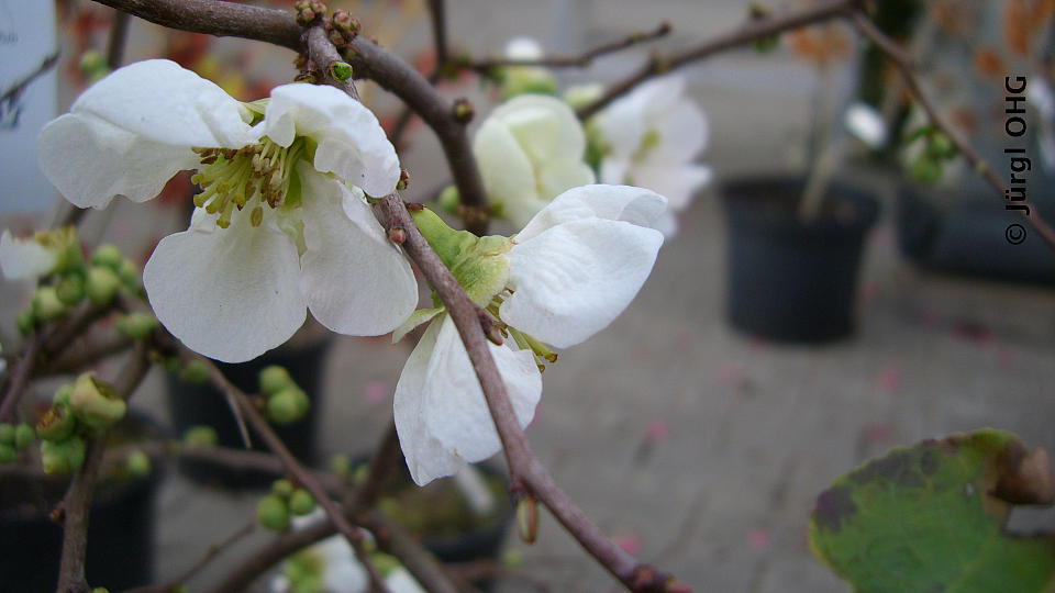 Chaenomeles 'Jet Trail', Zierquitte 'Jet Trail'