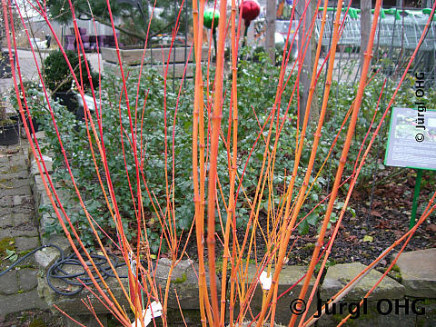 Acer palmatum 'Bi-hoo', Japanischer Fächerahorn 'Bi-hoo'